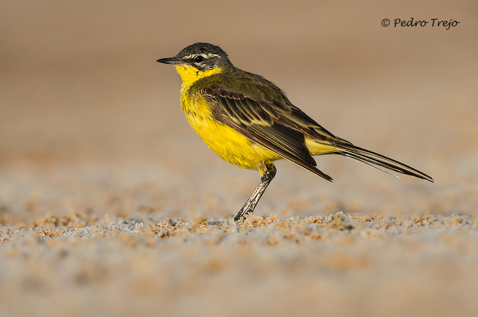 Lavandera Boyera (Motacilla flava)